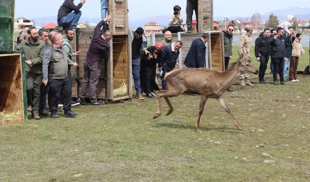 Kızıl Geyikler Doğayla Buluştu! Özgürlüğe Böyle Koştular