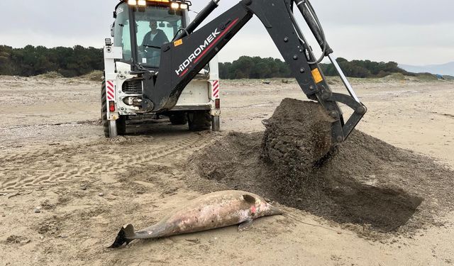 Ölü yunus sahile vurdu