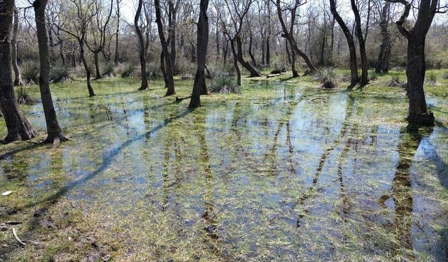 UNESCO listesindeki Kızılırmak Deltası'nda doğa canlanıyor