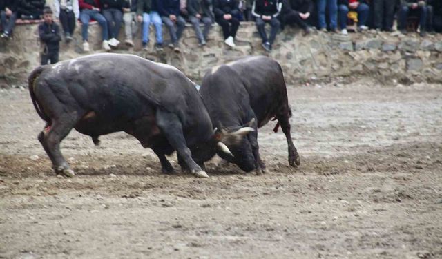 Artvin'de boğa güreşleri sezonu Sarıgöl'de açıldı