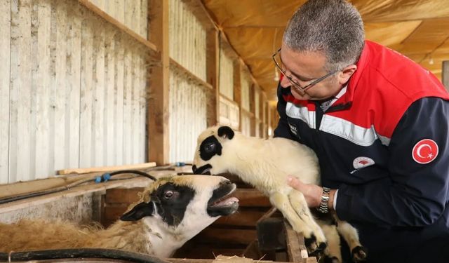 Bafra'da organik hayvancılığa yerinde inceleme