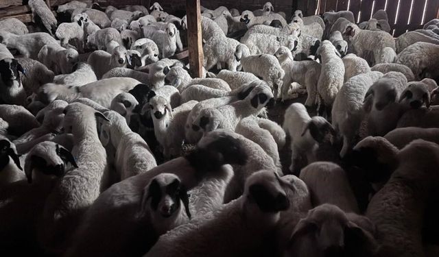 Bayburt'ta buzağı, malak, kuzu ve oğlak desteği ikinci dönem başvuruları bugün başlıyor