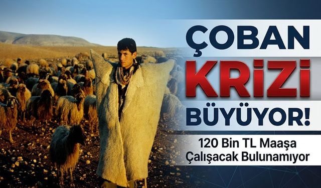 Yüksek Maaş Yetmedi: Besiciler Çoban Bulmakta Zorlanıyor