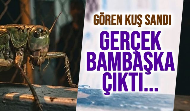 Gören Kuş Sandı, Gerçek Bambaşka Çıktı! Nöbetçiyi Korkutan Davetsiz Misafir