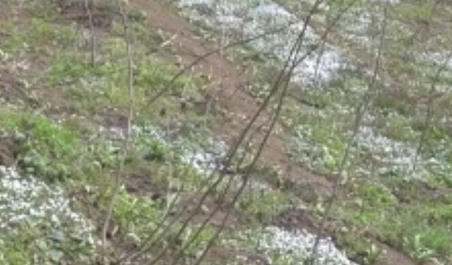 Giresun'da köy kooperatifinde sertifikalı 3 bin fındık fidanı üretildi