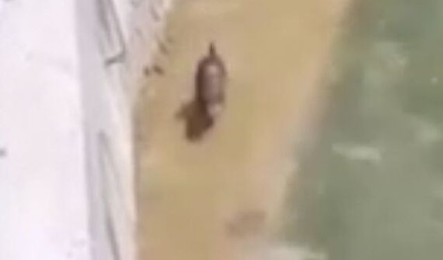 Gümüşhane'de Harşit Çayı'nda su samuru böyle görüntülendi