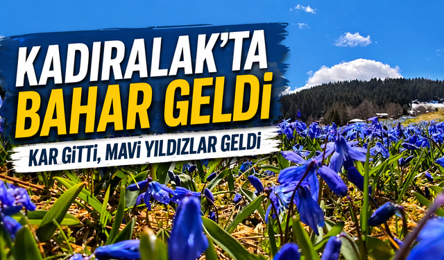 Kadıralak Yaylası’nda mavi yıldız çiçekleri açtı