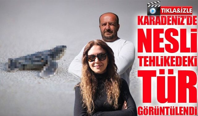 Rize Açıklarında Nadir Görüntü: Nesli Tehlikedeki Deri Sırtlı Kaplumbağa Görüntülendi