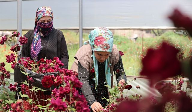 Dünyada Sadece Halfeti’de Yetişiyor! Karagülde Hasat Heyecanı Başladı