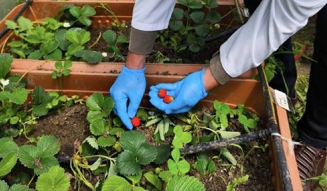 Karadeniz Yosunundan Çilek Çıktı: İlk Hasat Yapıldı