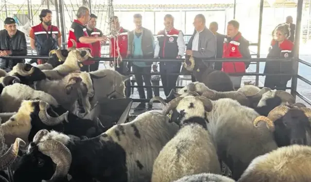 Kurban Eti İçin Kritik Uyarı: Hemen Tüketmeyin, Kurban Siz Olmayın!