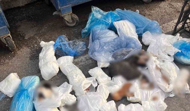 İzmir'deki kedi vahşetinde veteriner hekim serbest kaldı, başsavcılık itiraz etti