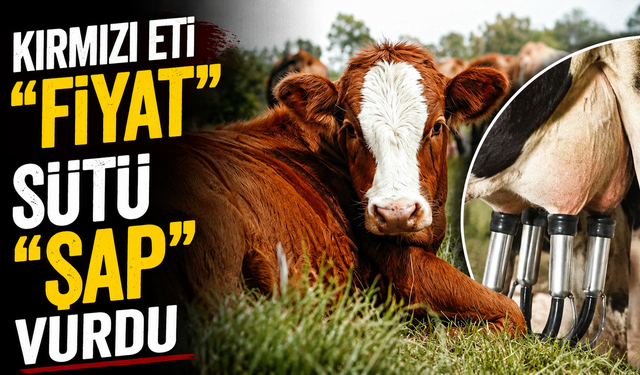 Kırmızı Et ve Süt Üretiminde Sert Düşüş: Sebep Fiyat ve Şap Hastalığı