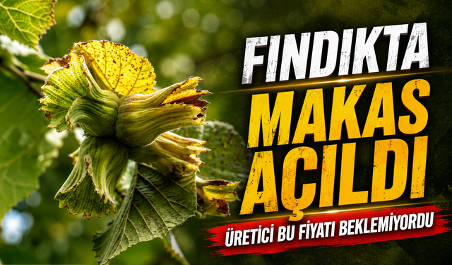 Fındık Fiyatları Yeni Sezon Öncesi Karadeniz’de Alarm Veriyor