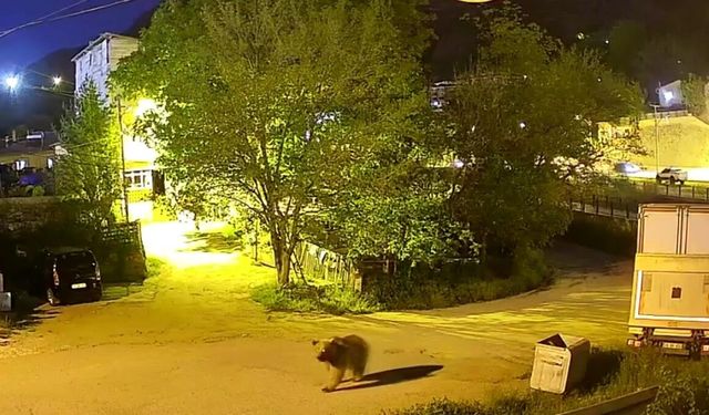Gümüşhane’de Mahalleye İnen Ayı Kamerada: Öğrenci Durağına Kadar Yaklaştı