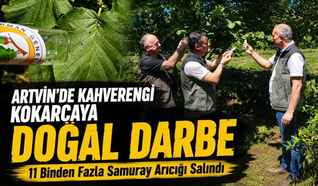 Artvin’de Kahverengi Kokarcaya Doğal Darbe: 11 Binden Fazla Samuray Arıcığı Salındı