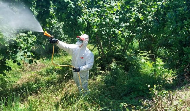Sürmene’de Kahverengi Kokarcaya Karşı Topyekûn Seferberlik Başladı
