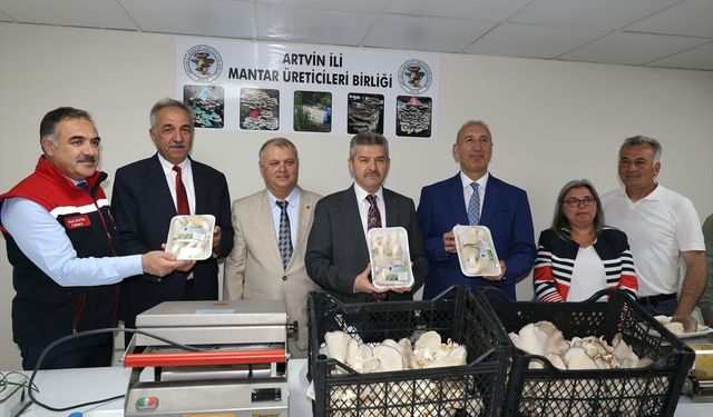 Artvin'deki atıl tünelde üretilen istiridye mantarının bu yılki hasadı yapıldı