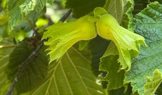 Giresun'da fındık üreticilerine zirai ve biyoteknik mücadele uyarısı