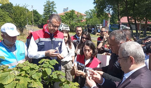 Kahverengi kokarca zararlısı ile biyolojik mücadele için doğaya samuray arıcığı salındı
