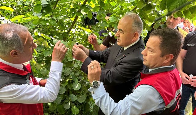 Ordu'da 300 bin samuray arının doğaya salınmasına başlandı