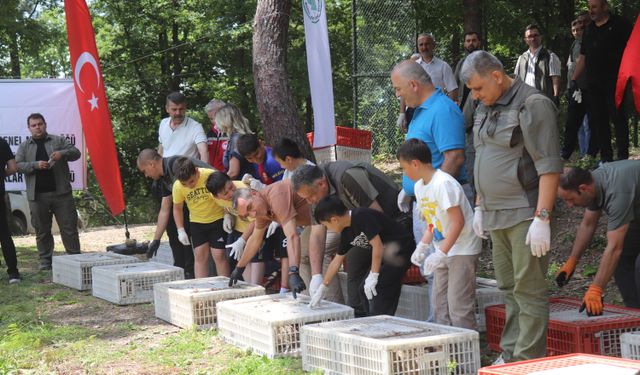 Ordu'da kahverengi kokarcayla biyolojik mücadele için doğaya 1600 sülün bırakıldı