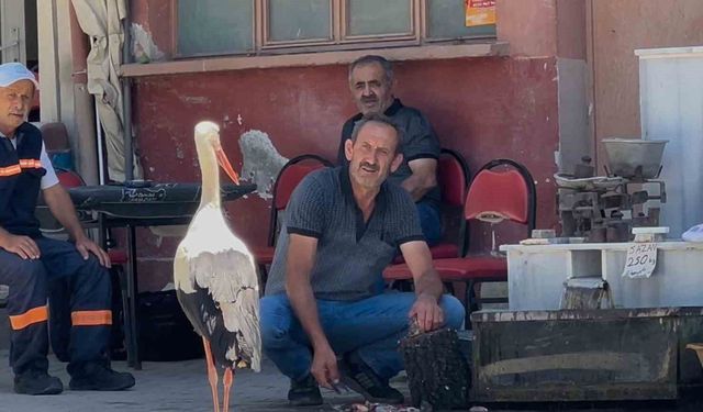 Balıkçı Ahmet ile leyleğin 10 yıllık kahvehane randevusu