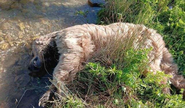Bayburt'ta yaralı halde görülen bozayı ölü bulundu