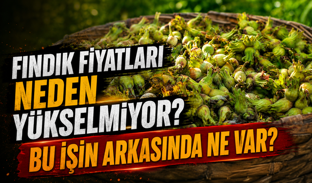 Serbest Piyasada Fındık Fiyatları Neden Yükselmiyor? İl İl Fındık Fiyat Listesi