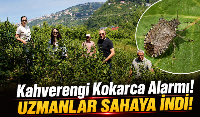 Trabzon’da Kahverengi Kokarca Tehdidine Karşı AGRICOOP Projesi Sahaya İndi