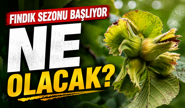 Fındığını Satanlar Yaşadı: Yeni Sezonda Fındık Fiyatları Nasıl Olacak?