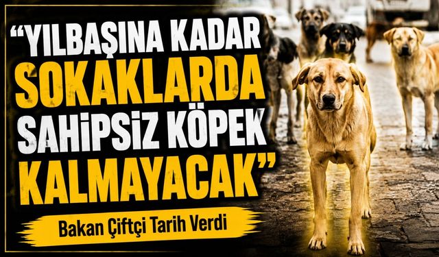 Bakan Çiftçi Tarih Verdi: Yılbaşına Kadar Sokaklarda Sahipsiz Köpek Kalmayacak