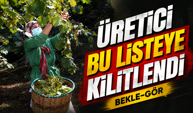 Fındık Fiyatlarında Yeni Sezon Öncesi Kritik Görünüm: Giresun Zirvede Kaldı