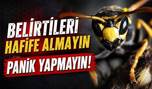 Kene Vakalarına Karşı Uzman Uyarısı: Yanlış Müdahale Riski Artırıyor