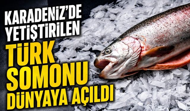 Karadeniz’de Yetiştirilen Türk Somonu Dünyaya Açıldı; Yılın İlk Yarısında Milyon Dolarlar Kazandırdı
