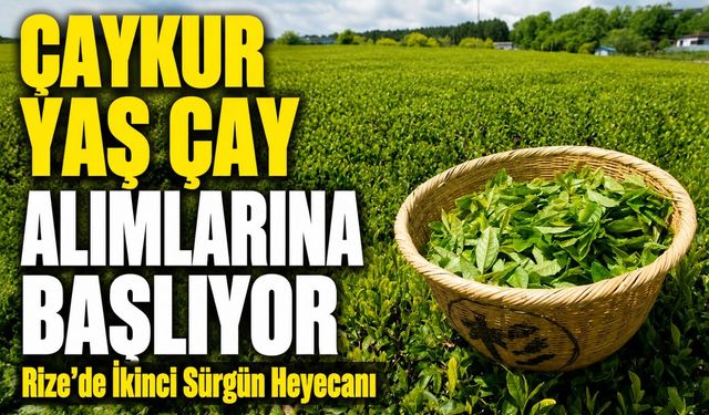 Rize’de İkinci Sürgün Heyecanı: ÇAYKUR Yaş Çay Alımlarına Başlıyor