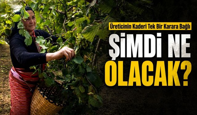 Fındık Piyasasında Tansiyon Yükseliyor: Üreticinin Kaderi Tek Bir Karara Bağlı