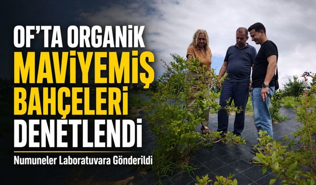 Of’ta Organik Maviyemiş İçin Sertifikasyon Süreci Sürüyor