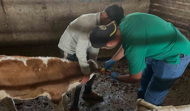 Aydıntepe'de ikinci tur buzağı küpeleme ve aşılama çalışmaları tamamlandı