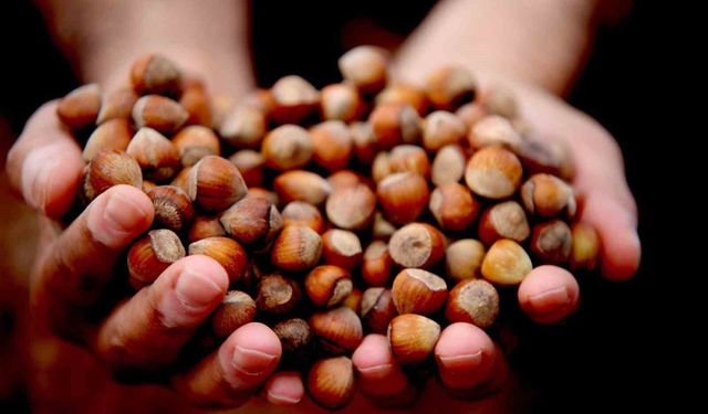 Düzce'den AB ülkelerine 5 bin 973 ton fındık ihraç edildi