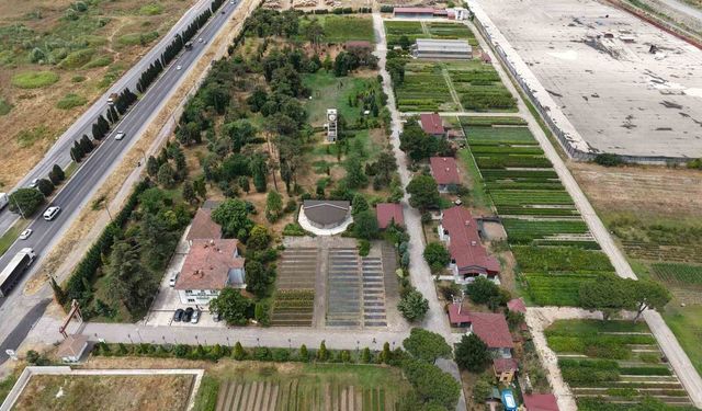 Samsun'dan 'Yeşil Vatan'a yılda 3 milyon fidan