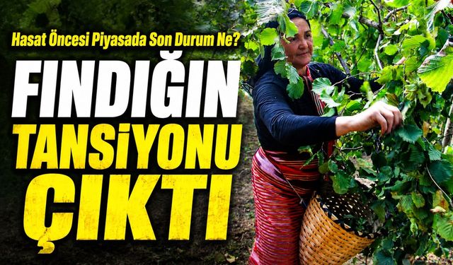 Fındık Piyasasında Tansiyon Zirvede: Fındık Hasadı Öncesi Piyasada Son Durum Ne?