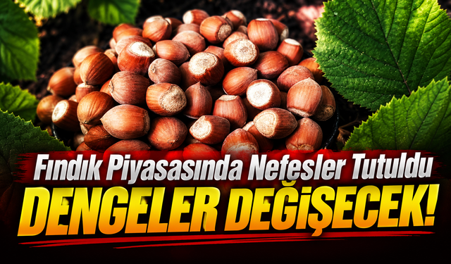 Fındık Piyasasında Nefesler Tutuldu: O Rakamlar Dengeleri Değiştirecek