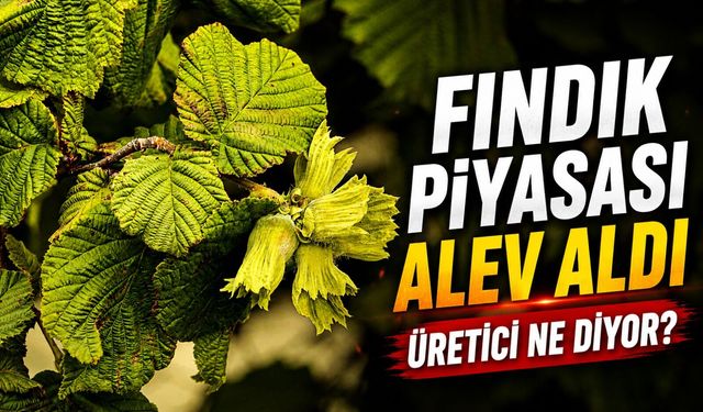 Fındık Piyasası Alev Aldı: Fiyatlar Üreticiyi Memnun Edecek Mi?