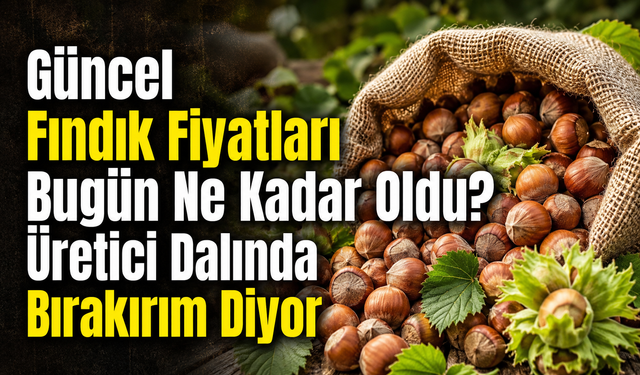 Güncel Fındık Fiyatları Bugün Ne Kadar Oldu? Üretici Dalında Bırakırım Diyor