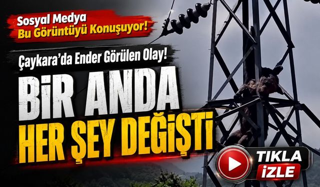 Trabzon'da Elektrik Direğine Tırmanan Ayının Acı Sonu! Yüksek Gerilim Hayatına Mal Oldu