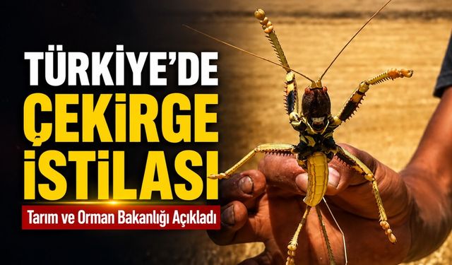 Tarım Ve Orman Bakanlığı’ndan Çekirge Açıklaması: “Doğal Bir Süreç”