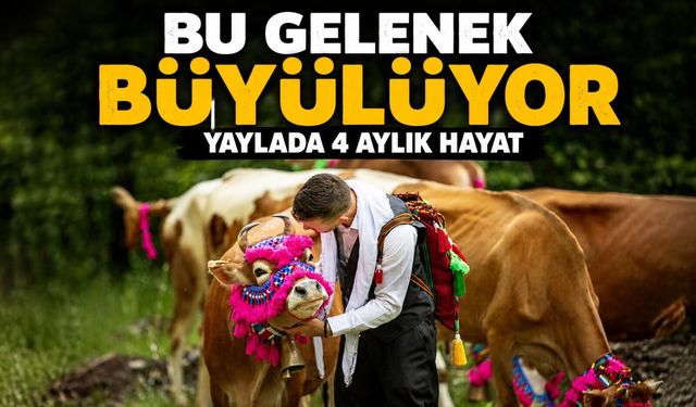 Karadeniz Yayla Göçünde Renkli Görüntüler: Büyükbaş Hayvanlarla Geleneksel Yolculuk Başladı
