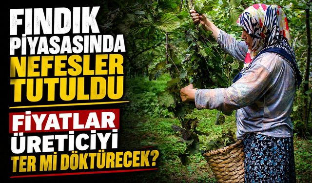 Fındık Piyasasında Nefesler Tutuldu: Fiyatlar Üreticiyi Ter Mi Döktürecek?
