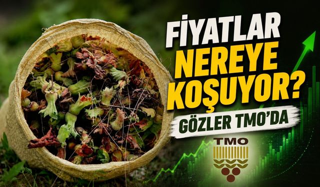 Fındık Piyasasında Tansiyon Zirvede: Fiyatlar Nereye Koşuyor?
